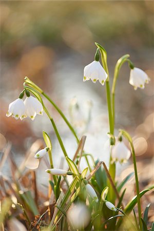 simsearch:600-08519390,k - Close-up of Spring Snowflakes (Leucojum vernum) Blooming in Spring, Upper Palatinate, Bavaria, Germany Fotografie stock - Premium Royalty-Free, Codice: 600-08512510