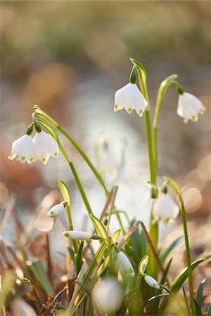 simsearch:600-07435026,k - Close-up of Spring Snowflakes (Leucojum vernum) Blooming in Spring, Upper Palatinate, Bavaria, Germany Stockbilder - Premium RF Lizenzfrei, Bildnummer: 600-08512510