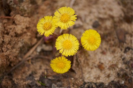 simsearch:600-08519390,k - Close-up of Coltsfoot (Tussilago farfara) Blooming in Sandpit in Spring, Upper Palatinate, Bavaria, Germany Fotografie stock - Premium Royalty-Free, Codice: 600-08512513