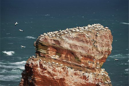 rookery (animal colony) - View of coastal cliffs used by nesting seabirds, with northern gannets (Morus bassanus) and common murres (Uria aalge) in spring (april) on Helgoland, a small Island of Northern Germany Stock Photo - Premium Royalty-Free, Code: 600-08547971