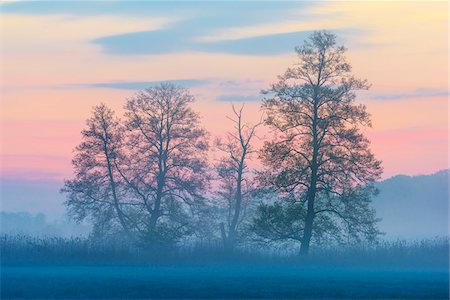 erle - Black Alder (Alnus glutinosa) Trees in Morning Mist, Nature Reserve, Hesse, Germany Stockbilder - Premium RF Lizenzfrei, Bildnummer: 600-08548019