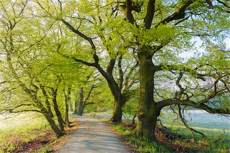 Old Oak Trees along Road in Spring, Hesse, Germany Foto de stock - Sin royalties Premium, Código: 600-08548027