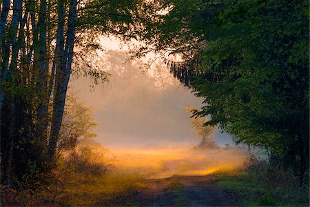 sunrise in the forest - Forest in Morning Mist at Sunrise, Hesse, Germany Stock Photo - Premium Royalty-Free, Code: 600-08548022