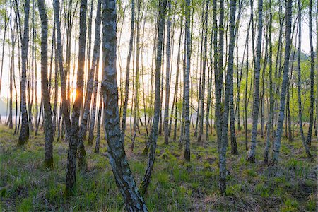 simsearch:600-08797083,k - Birch Forest in Spring at Sunrise, Hesse, Germany Stock Photo - Premium Royalty-Free, Code: 600-08548023