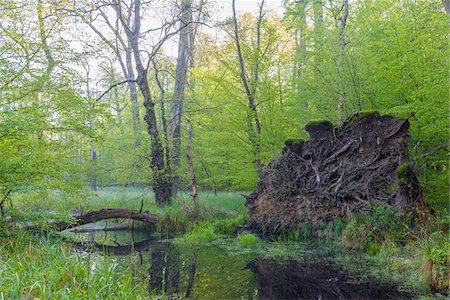 simsearch:600-08548037,k - Wetland in Early Spring, Hesse, Germany Stockbilder - Premium RF Lizenzfrei, Bildnummer: 600-08548034