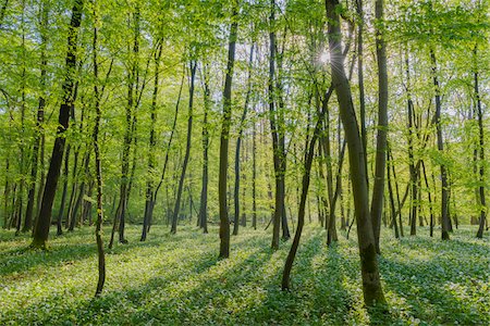 Sun through European Beech Forest (Fagus sylvatica) with Ramson (Allium ursinum) in Spring, Hesse, Germany Photographie de stock - Premium Libres de Droits, Code: 600-08548036