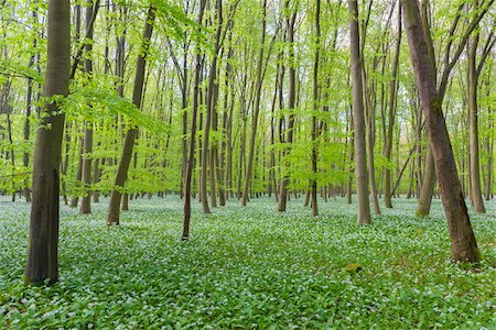 European Beech Forest (Fagus sylvatica) with Ramson (Allium ursinum) in Spring, Hesse, Germany Fotografie stock - Premium Royalty-Free, Codice: 600-08548037