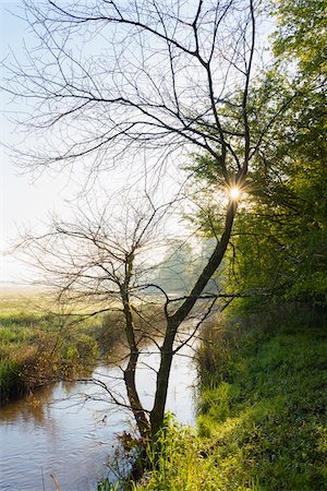 sun stream - Sun through Tree Branches by Stream at Sunrise, Hesse, Germany Stock Photo - Premium Royalty-Free, Code: 600-08548031