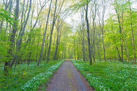 simsearch:600-07561339,k - Path through European Beech Forest (Fagus sylvatica) with Ramson (Allium ursinum) in Spring, Hesse, Germany Photographie de stock - Premium Libres de Droits, Code: 600-08548032