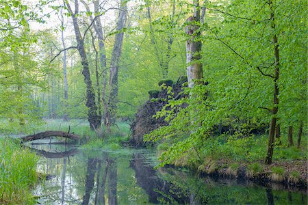 Wetland in Early Spring, Hesse, Germany Foto de stock - Sin royalties Premium, Código: 600-08548033