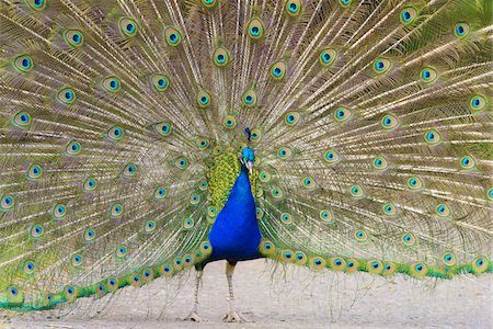 full frame (subject filling frame) - Portrait of Peacock with Tail Feathers Displayed, Hesse, Germany Photographie de stock - Premium Libres de Droits, Code: 600-08559799