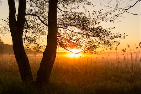 Trees at Sunrise on Misty Morning in Spring, Hesse, Germany Stock Photo - Premium Royalty-Free, Code: 600-08559805