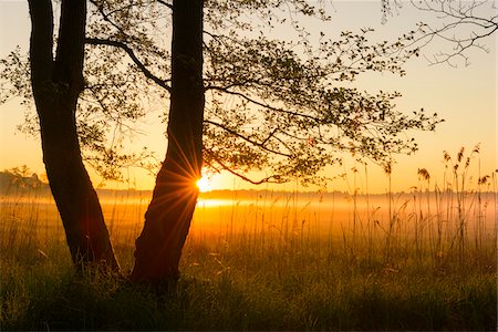 pictures season - Trees at Sunrise on Misty Morning in Spring, Hesse, Germany Stock Photo - Premium Royalty-Free, Code: 600-08559806