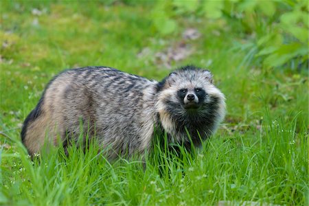 simsearch:600-06144966,k - Portrait of Raccoon Dog (Nyctereutes procyonoides), Hesse, Germany Stockbilder - Premium RF Lizenzfrei, Bildnummer: 600-08559802