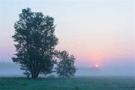 Black Alder Trees in Early Morning Mist at Sunrise, Hesse, Germany Photographie de stock - Premium Libres de Droits, Code: 600-08559818