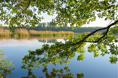 peaceful scene - Lake in Early Morning Light, Hesse, Germany Stock Photo - Premium Royalty-Free, Code: 600-08559810