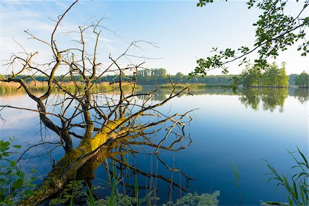 Dead Oak Tree in Lake, Hesse, Germany Foto de stock - Sin royalties Premium, Código: 600-08559811