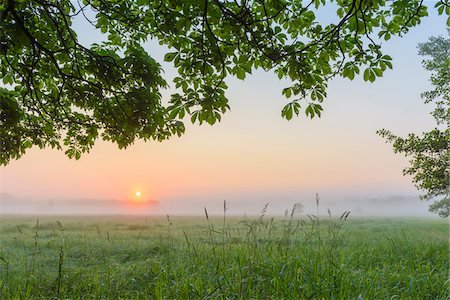 Leaves and Branches of Chestnut Tree in Morning Mist at Sunrise, Hesse, Germany Foto de stock - Sin royalties Premium, Código: 600-08559821