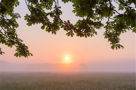 Leaves and Branches of Chestnut Tree in Morning Mist at Sunrise, Hesse, Germany Photographie de stock - Premium Libres de Droits, Code: 600-08559823