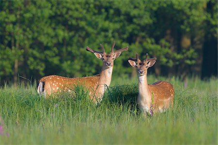 simsearch:600-07672222,k - Male Fallow Deers (Cervus dama) in Summer, Hesse, Germany Stock Photo - Premium Royalty-Free, Code: 600-08576219