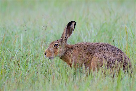 simsearch:400-08250523,k - European Brown Hare (Lepus europaeus) in Grass, Hesse, Germany Foto de stock - Sin royalties Premium, Código: 600-08576228