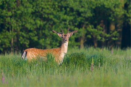 simsearch:600-07199483,k - Male Fallow Deer (Cervus dama) in Summer, Hesse, Germany Stockbilder - Premium RF Lizenzfrei, Bildnummer: 600-08576220