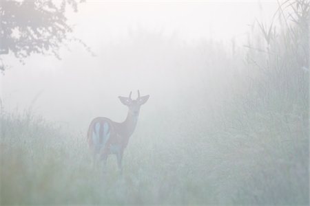 dama dama - Male Fallow Deer (Cervus dama) on Misty Morning, Hesse, Germany Photographie de stock - Premium Libres de Droits, Code: 600-08576234