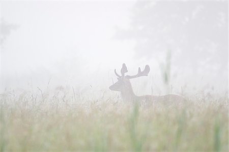Male Fallow Deer (Cervus dama) on Misty Morning, Hesse, Germany Stock Photo - Premium Royalty-Free, Code: 600-08576235
