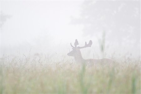 Male Fallow Deer (Cervus dama) on Misty Morning, Hesse, Germany Photographie de stock - Premium Libres de Droits, Code: 600-08576235