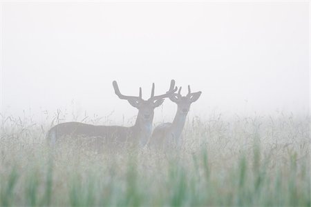 simsearch:600-07672136,k - Male Fallow Deers (Cervus dama) on Misty Morning, Hesse, Germany Foto de stock - Sin royalties Premium, Código: 600-08576236