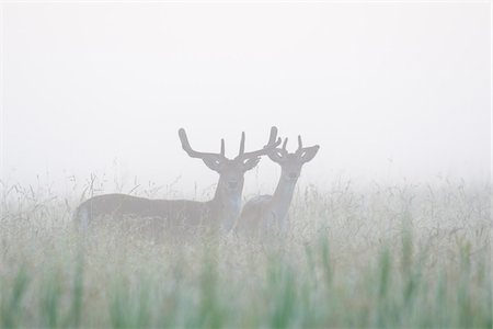 dama dama - Male Fallow Deers (Cervus dama) on Misty Morning, Hesse, Germany Photographie de stock - Premium Libres de Droits, Code: 600-08576236