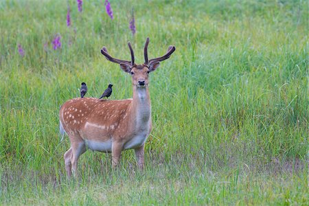 simsearch:633-08638986,k - Male Fallow Deer (Cervus dama) with Starlings on it's Back, Hesse, Germany Photographie de stock - Premium Libres de Droits, Code: 600-08576230