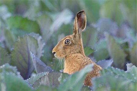 European Brown Hare (Lepus europaeus) in Red Cabbage Field in Summer, Hesse, Germany Photographie de stock - Premium Libres de Droits, Code: 600-08576244