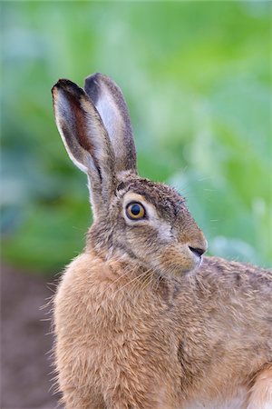 european hare face - European Brown Hare (Lepus europaeus), Hesse, Germany Stock Photo - Premium Royalty-Free, Code: 600-08576245