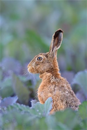 simsearch:600-07279040,k - European Brown Hare (Lepus europaeus) in Red Cabbage Field in Summer, Hesse, Germany Photographie de stock - Premium Libres de Droits, Code: 600-08576246