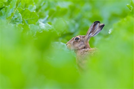 European Brown Hare (Lepus europaeus) in Sugar Beet Field in Summer, Hesse, Germany Stock Photo - Premium Royalty-Free, Code: 600-08576247