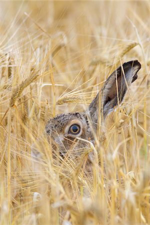 simsearch:600-08576246,k - European Brown Hare (Lepus europaeus) in Grain Field, Hesse, Germany Foto de stock - Sin royalties Premium, Código: 600-08576248