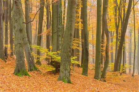 fond (bas) - Beech Tree Forest in Autumn, Spessart, Bavaria, Germany Photographie de stock - Premium Libres de Droits, Code: 600-08578857