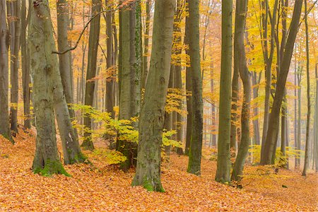 simsearch:600-07734334,k - Beech Tree Forest in Autumn, Spessart, Bavaria, Germany Stock Photo - Premium Royalty-Free, Code: 600-08578857