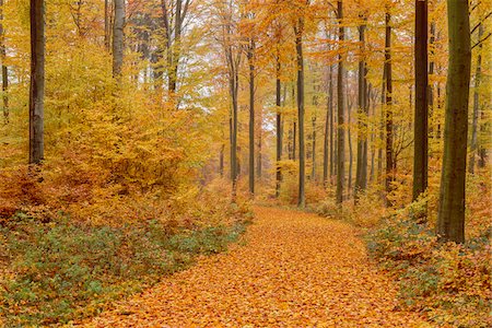 Path in Beech Forest in Autumn, Spessart, Bavaria, Germany Foto de stock - Sin royalties Premium, Código: 600-08578859