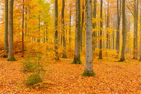 fond (bas) - Beech Tree Forest in Autumn, Spessart, Bavaria, Germany Photographie de stock - Premium Libres de Droits, Code: 600-08578860