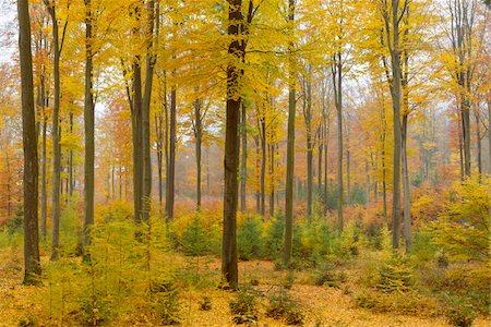 fond (bas) - Colorful Autumn Forest, Spessart, Bavaria, Germany Photographie de stock - Premium Libres de Droits, Code: 600-08578861