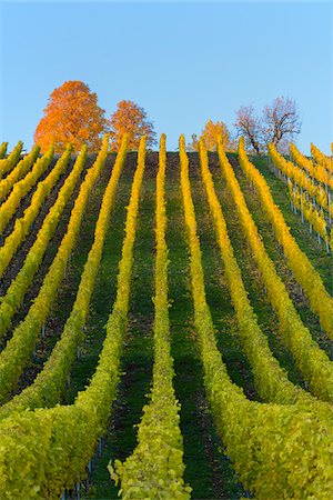 Colorful Vineyards in Autumn, Volkach, Maininsel, Alte Mainschleife, Mainfranken, Franconia, Bavaria, Germany Foto de stock - Sin royalties Premium, Código: 600-08578876