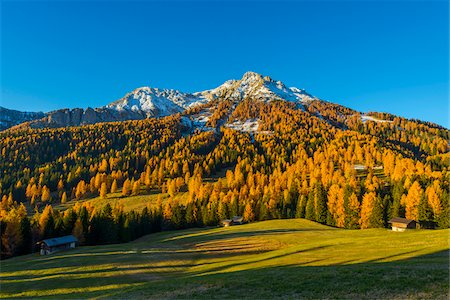 deciduous - Mountain with Larches in Autumn, Vigo di Fassa, Dolomites, Trentino-Alto Adige, South Tirol, Italy Photographie de stock - Premium Libres de Droits, Code: 600-08639146