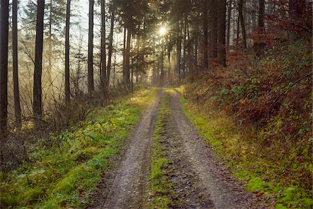 route de campagne - Forest Path at Sunrise, Kaltenbrunn, Naturpark Neckartal-Odenwald, Baden-Wurttemberg, Germany Photographie de stock - Premium Libres de Droits, Code: 600-08639142