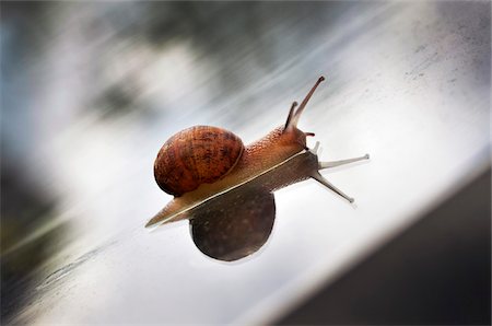 escargot - Close-up of Garden Snail on Greenhouse Roof Photographie de stock - Premium Libres de Droits, Code: 600-08639274