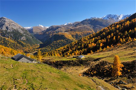 pinaceae - Mountain Landscape, Albula Pass, Grisons, Switzerland Stock Photo - Premium Royalty-Free, Code: 600-08723052
