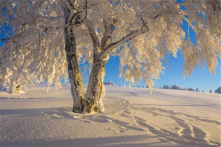 estacionar - Snow Covered Beech Tree in Winter, Winbuche, Schauinsland, Black Forest, Freiburg im Breisgau, Baden Wurttemberg, Germany Foto de stock - Sin royalties Premium, Código: 600-08723063
