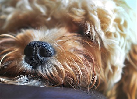 furry - Close up of nose of a mixed breed, snoozing puppy Photographie de stock - Premium Libres de Droits, Code: 600-08723176