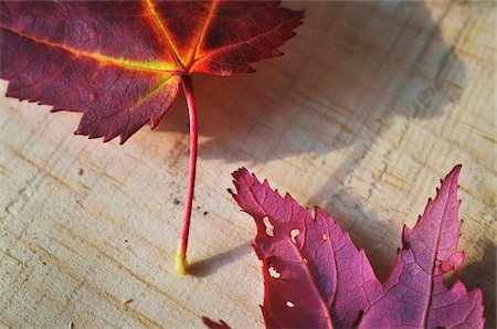 Close up of autumn leaves on wooden background Stockbilder - Premium RF Lizenzfrei, Bildnummer: 600-08765232